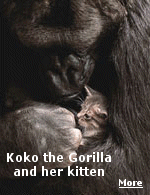 Koko is a 35 year-old lowland gorilla who learned to speak American Sign Language when she was just a baby, who became famous not only for her language capabilities, but also her heart-warming relationship with kittens (captured in the book Koko's Kitten).  
